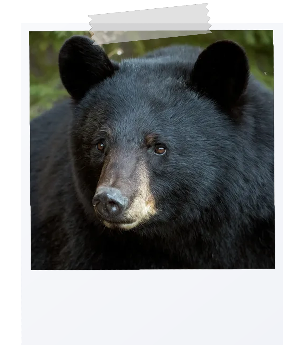 picture of a bear